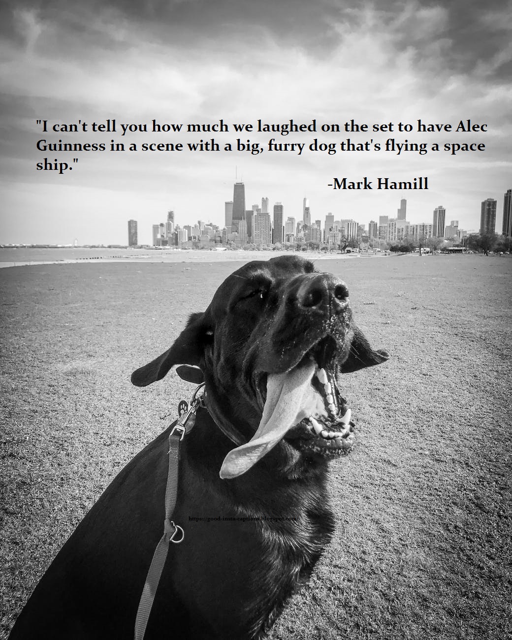 21 Best Funny Dog Quotes For Instagram Pictures