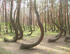 Dans une forêt de la Pologne. Personne ne peut expliquer ces formes.