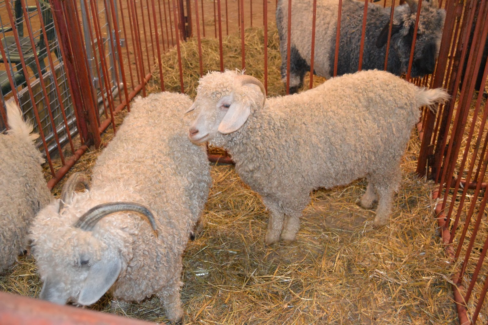 spinsjal Southeastern Animal Fiber Fest