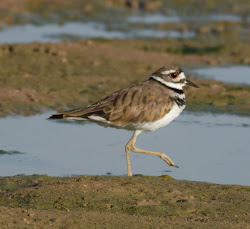 killdeer birding gordon adventures