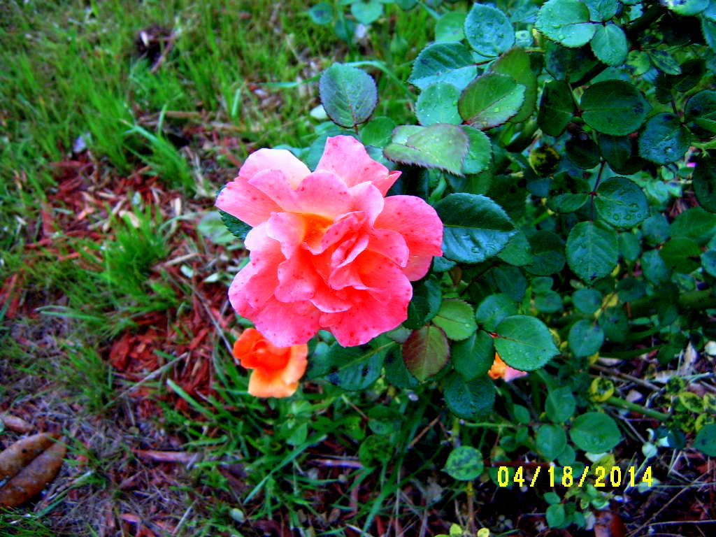 Alabama Rose and Flower Garden from a Non-Green Thumb: Roses I own...so ...