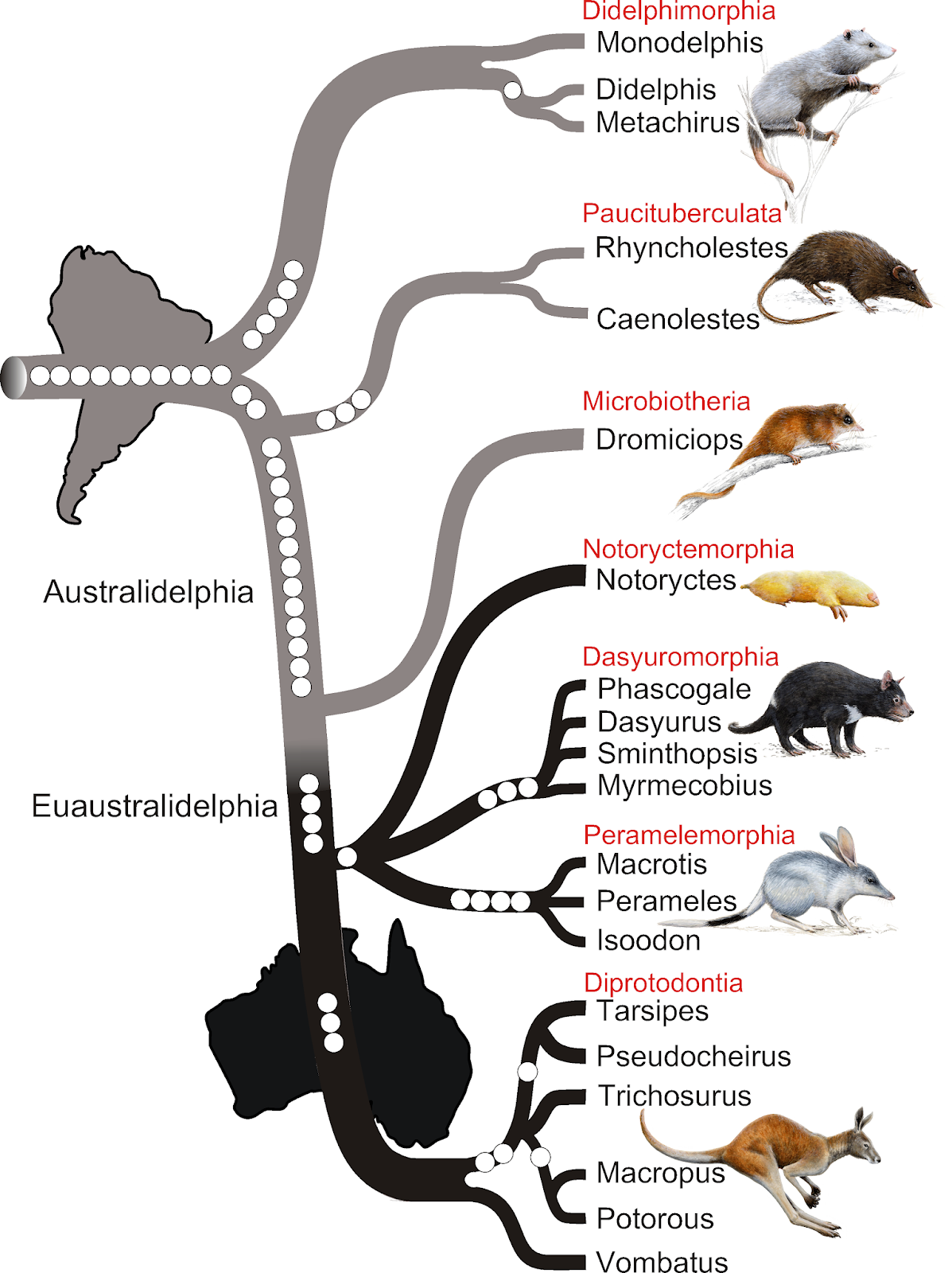 clasificacio%25CC%2581n%2Bmarsupiales.png