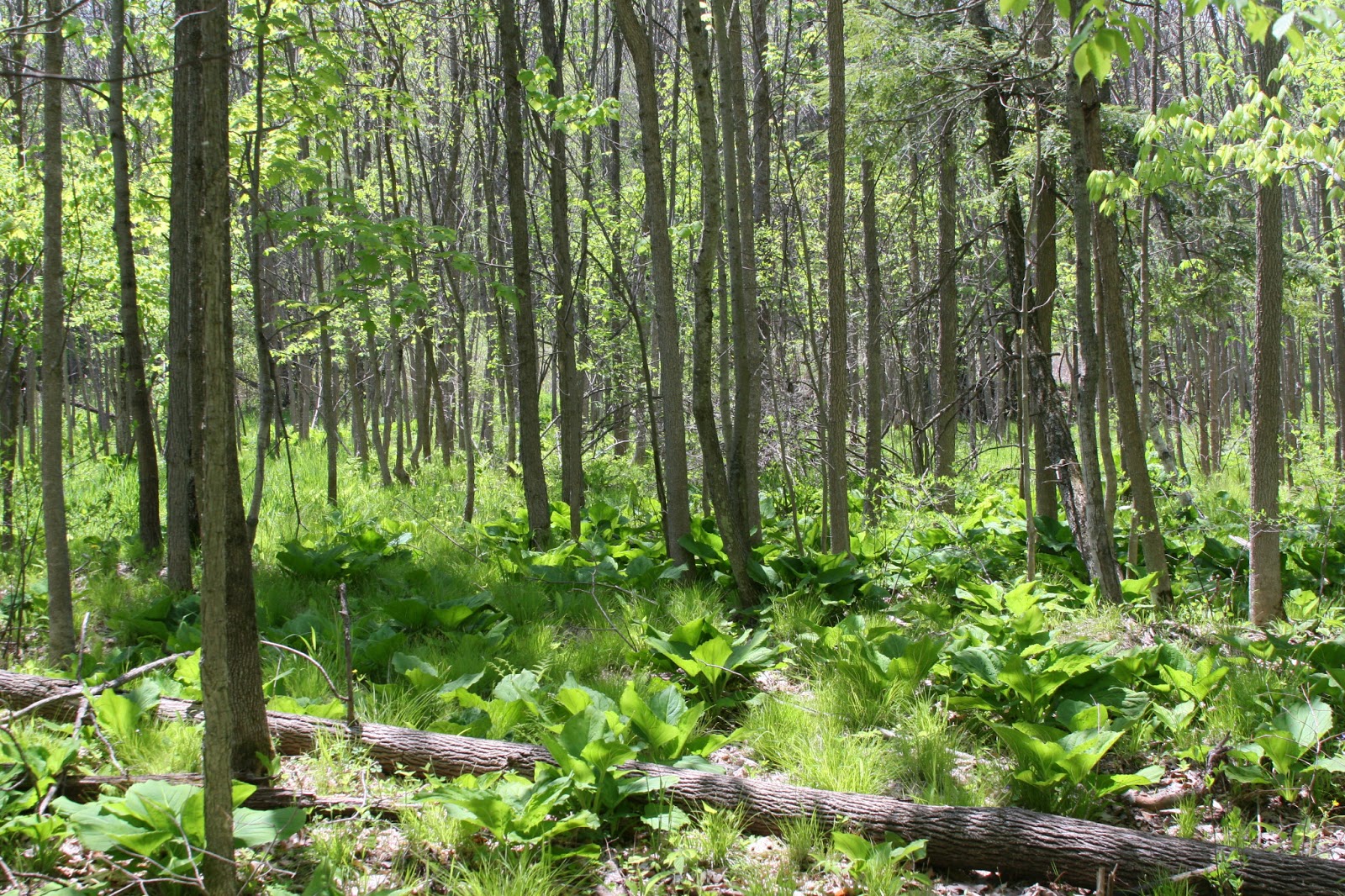 Isabella Conservation District Environmental Education Program Mid