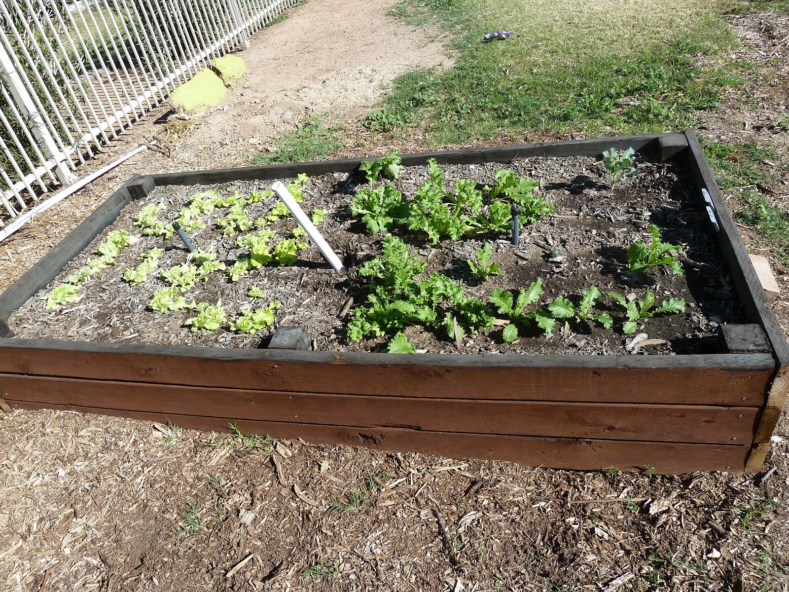 How To Keep Chickens Out Of Flower Beds Grow a Farmer