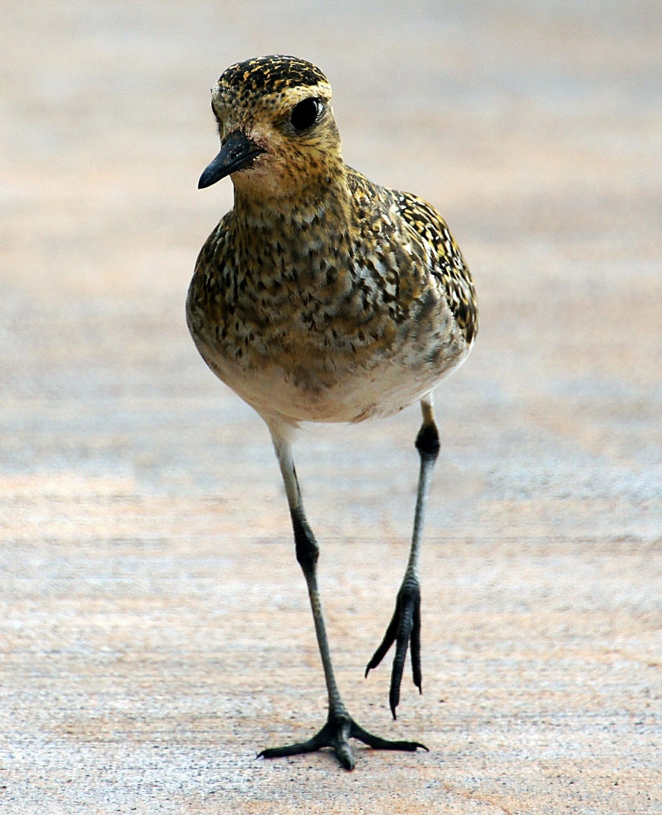 Picture of a golden plover. Picture of a golden plover.