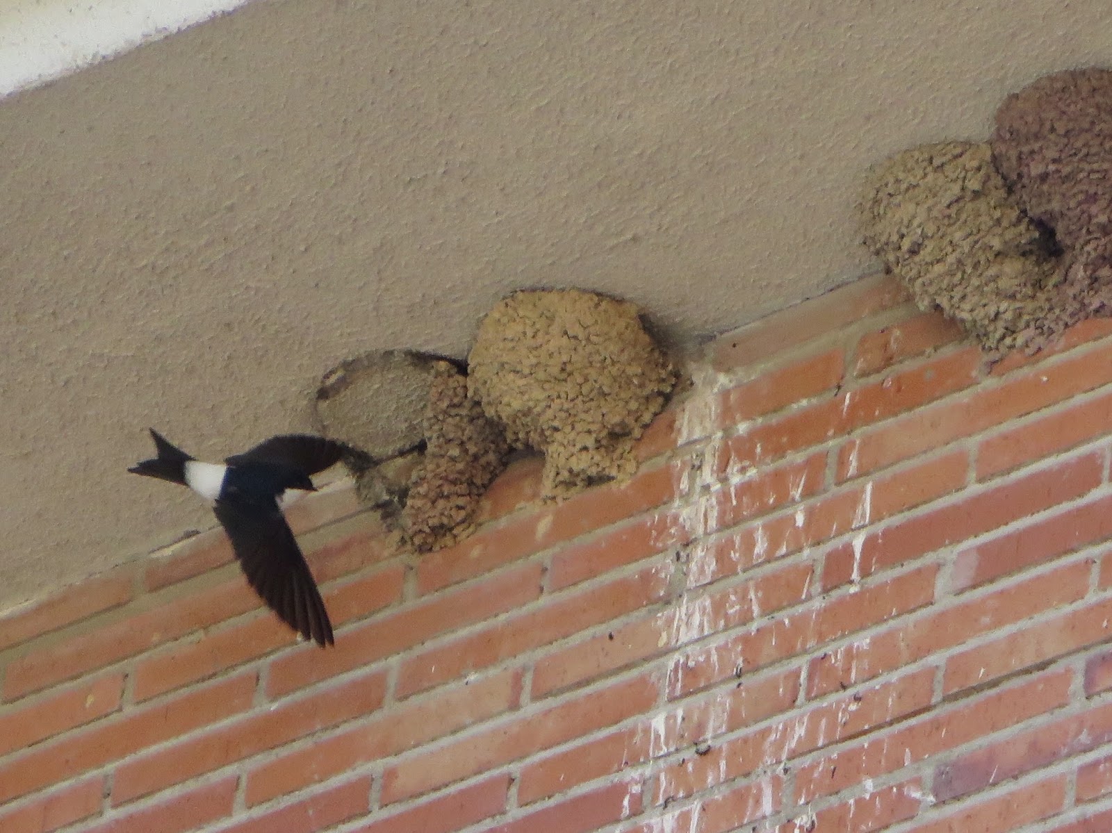 Гнезда птиц под крышей дома. Гнездо городской ласточки. Ласточка гнездо птенцы. Гнездо стрижа. Гнездо деревенской ласточки.