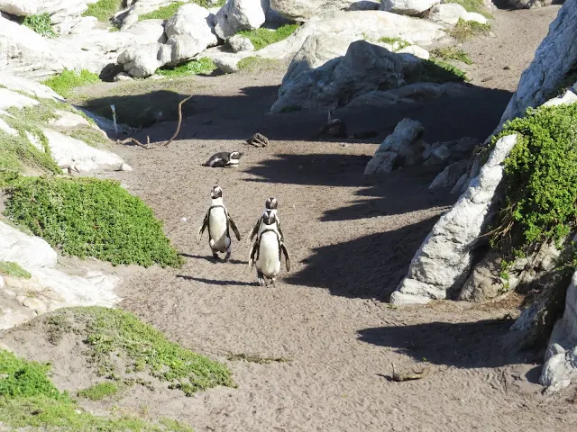 Penguins at Betty's Bay in South Africa