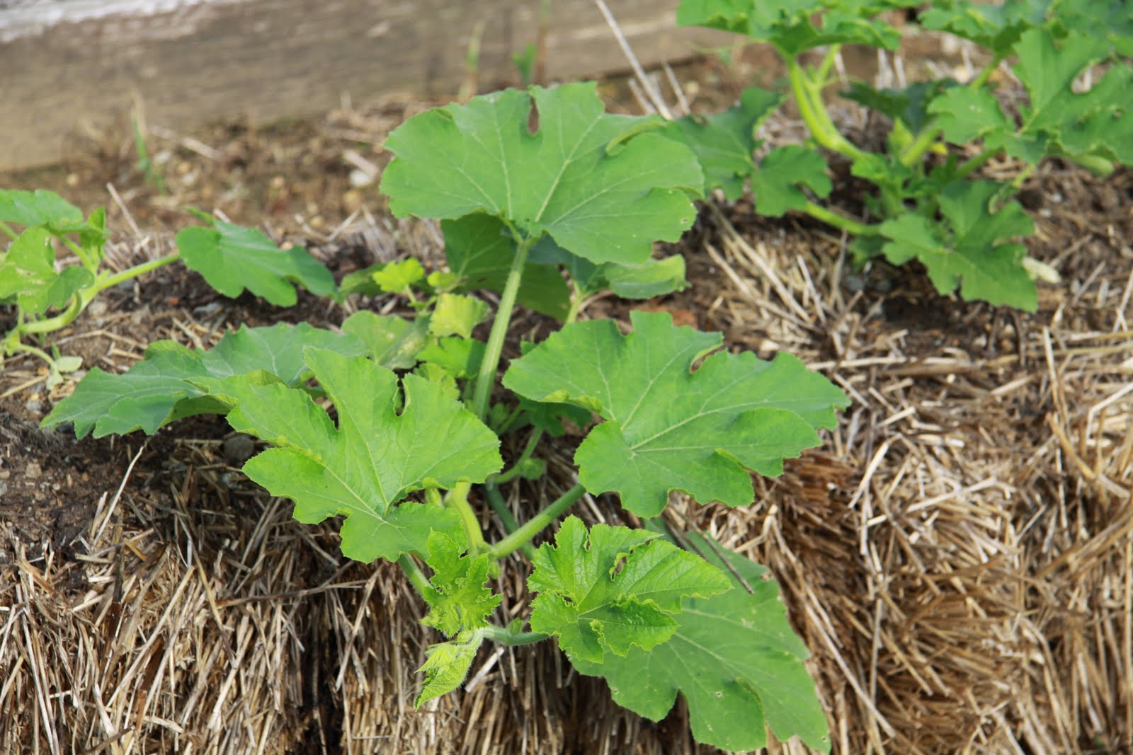 Yet, Another Straw Bale Gardening Update
