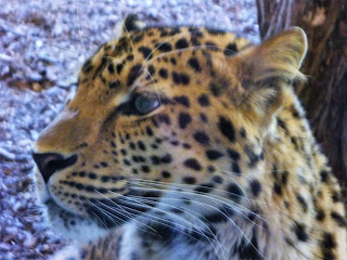 leopard de Amur