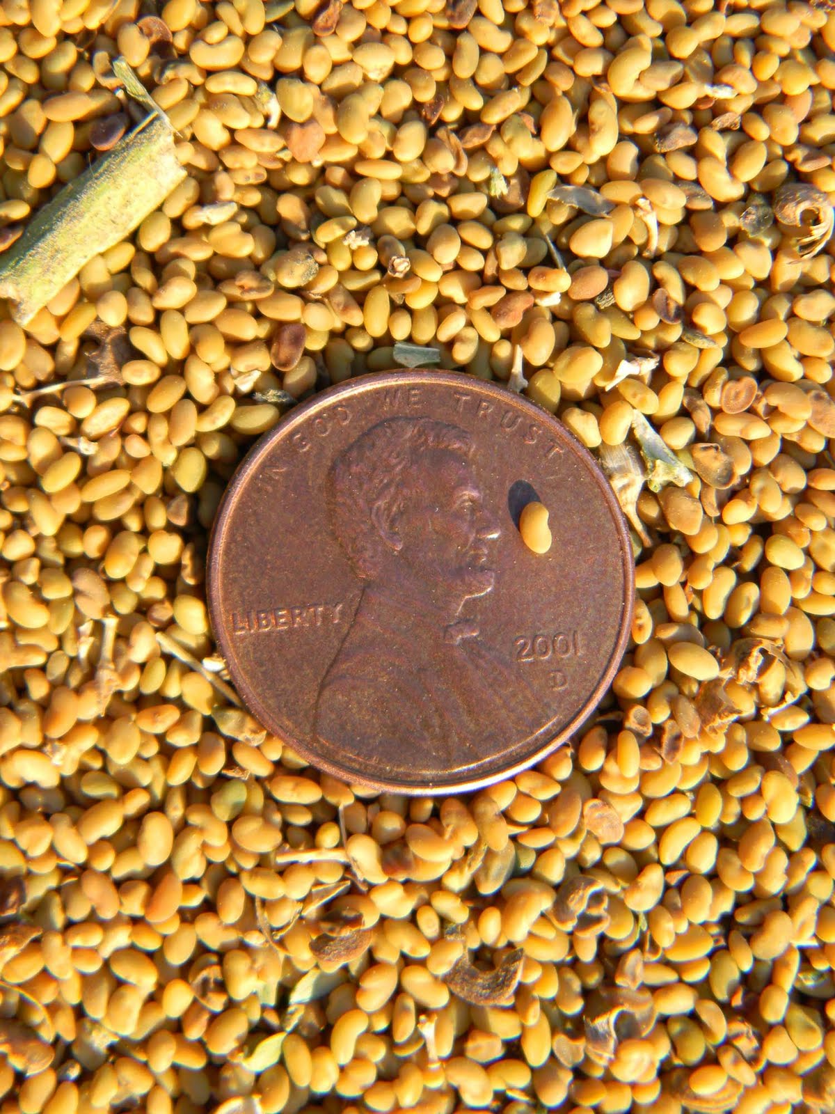 Owyhee Agriculture Alfalfa Seed Harvest