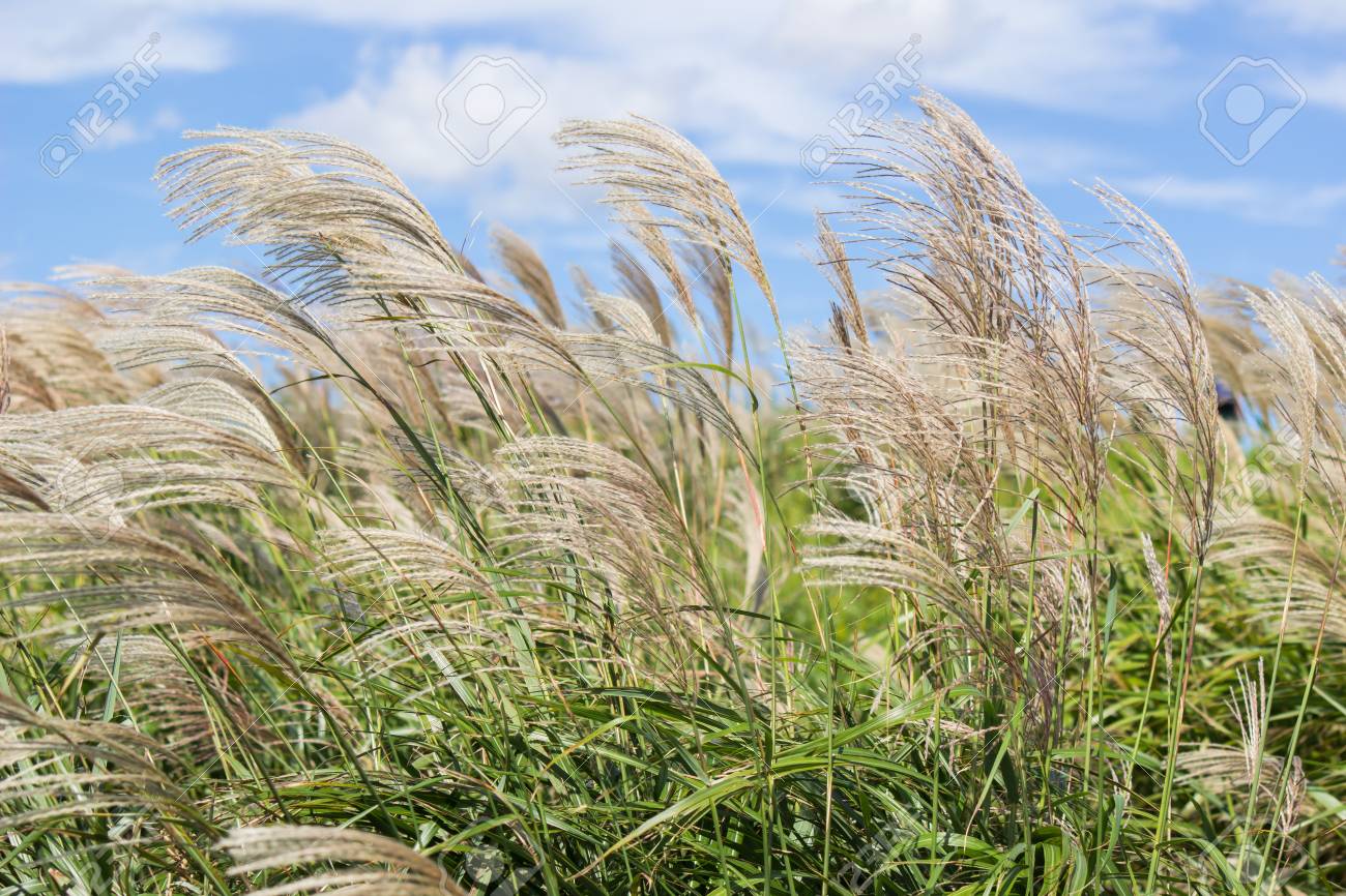 88577680-japanese-pampas-grass-susuki-grass-miscanthus-sinensis-blowing-in-the-wind.jpg