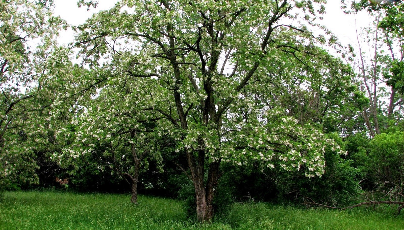 Un pensionato in cucina: Frittelle con fiori di robinia. Un pensionato in cucina: Frittelle con fiori di robinia.