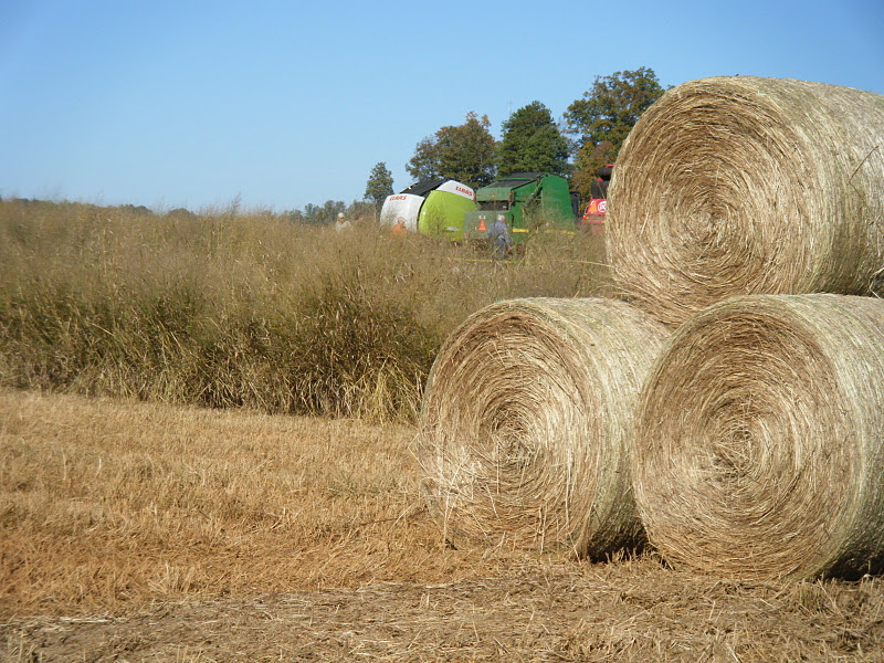 Flour Sack Mama Switchgrass for Livestock Forage
