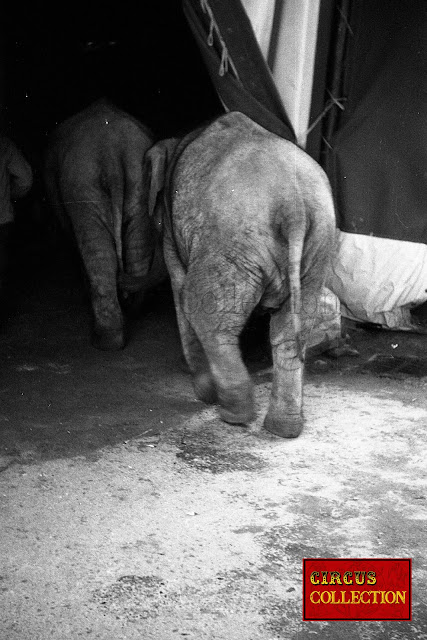 éléphants entrant dans le chapiteau du cirque Knie