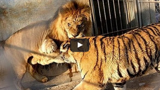 Tiger vs Lion Real Fight - Jayden Show