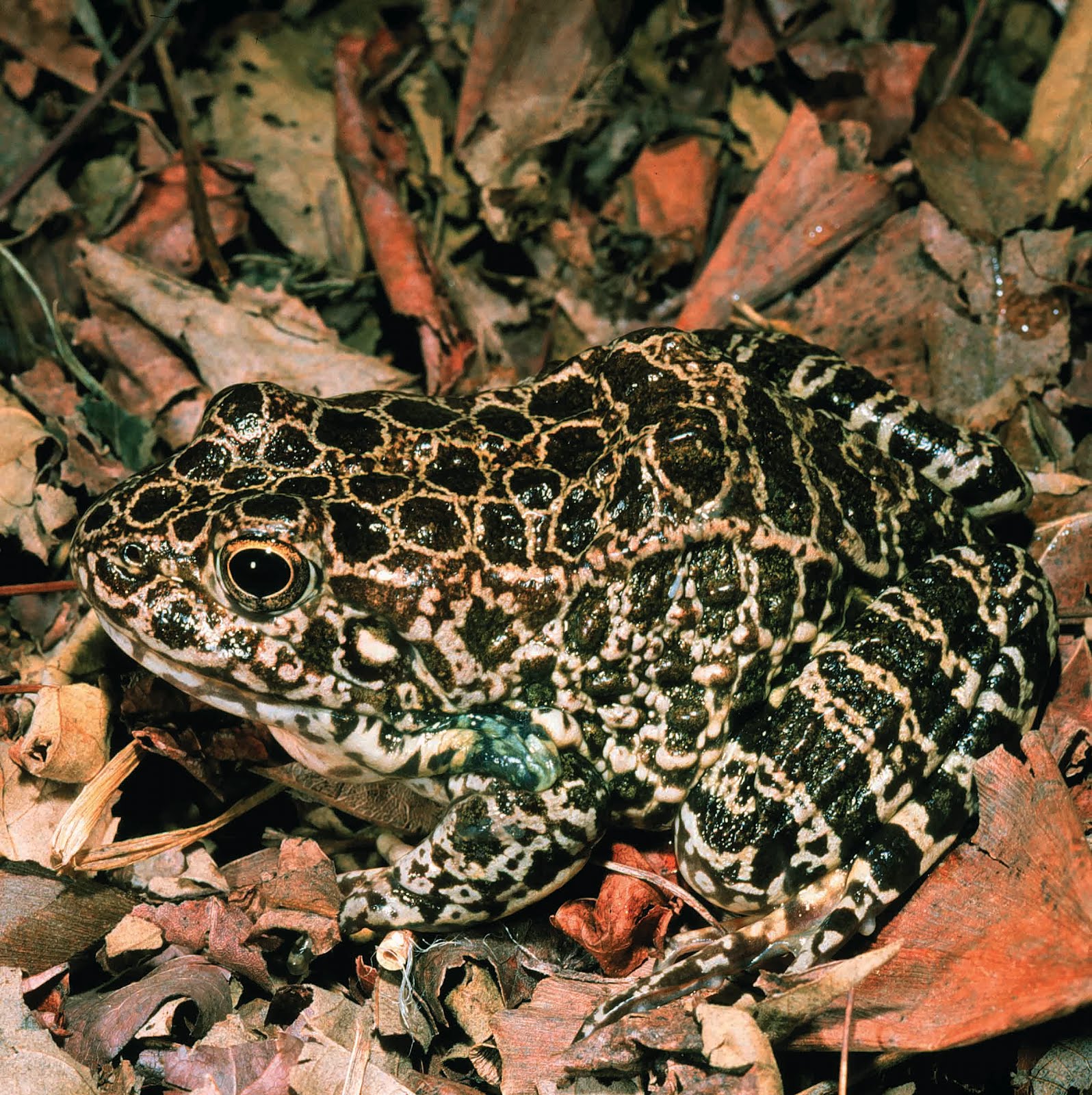 Gail Illinois Natural History Survey Gail Illinois Natural History Survey