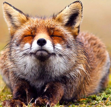 Le Roman de Renart Renart médecin Renart laissé pour mort