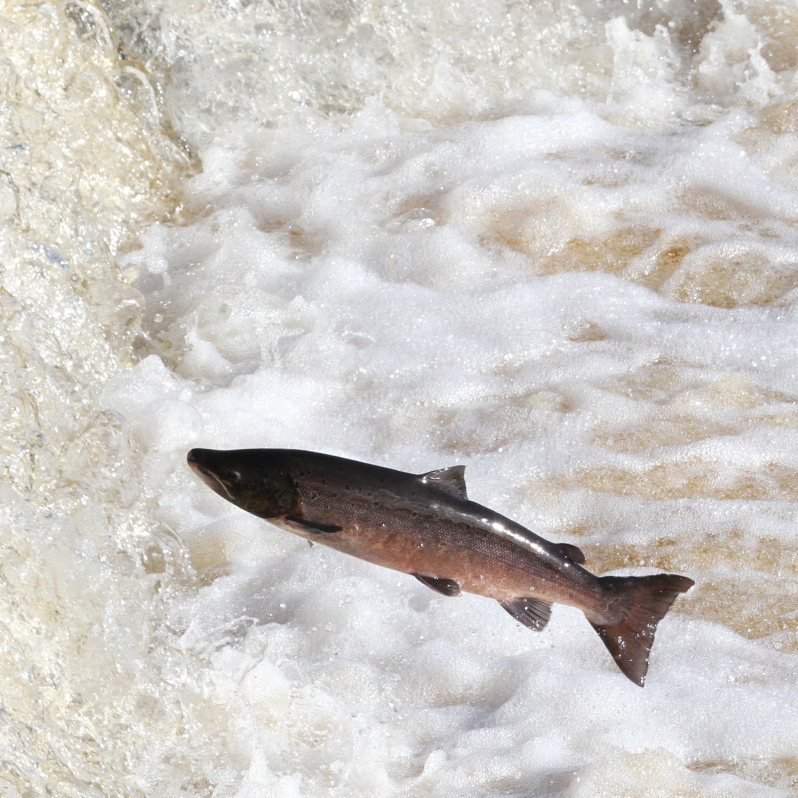 TrogTrogBlog Leaping salmon at Hexham weir