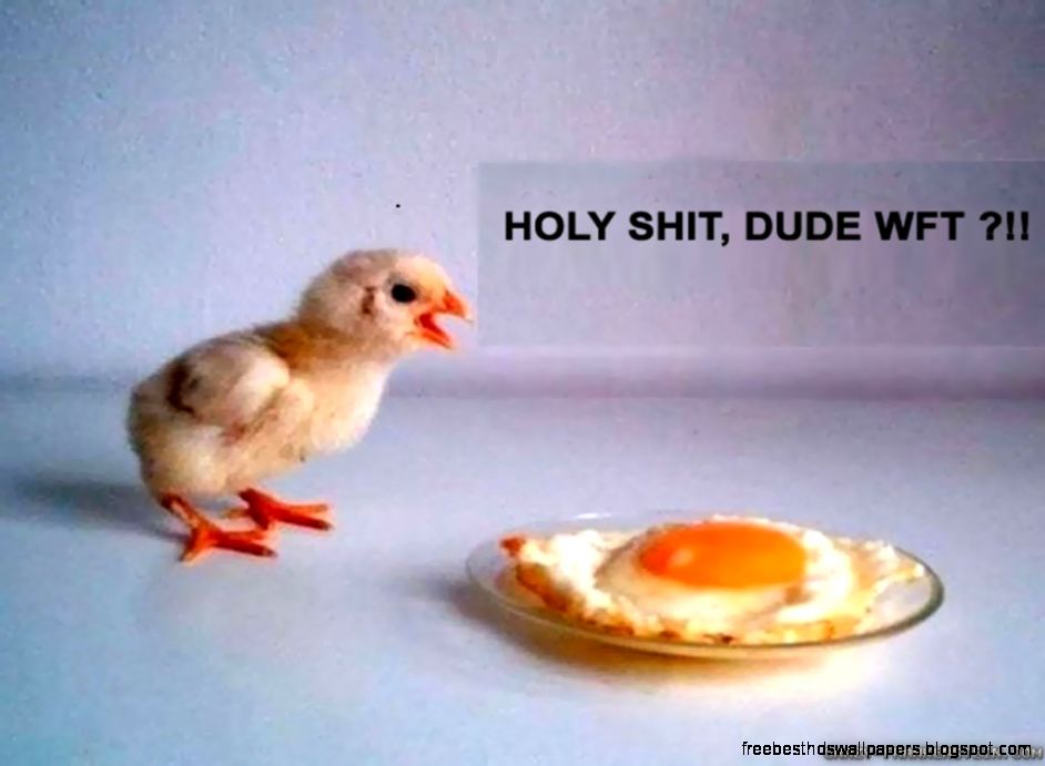 Happy Easter Funny Images  Quotes Easter 2016