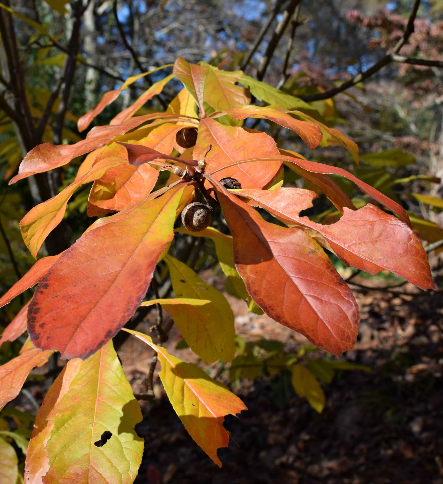 Using Native Plants The Fall Color Compilation