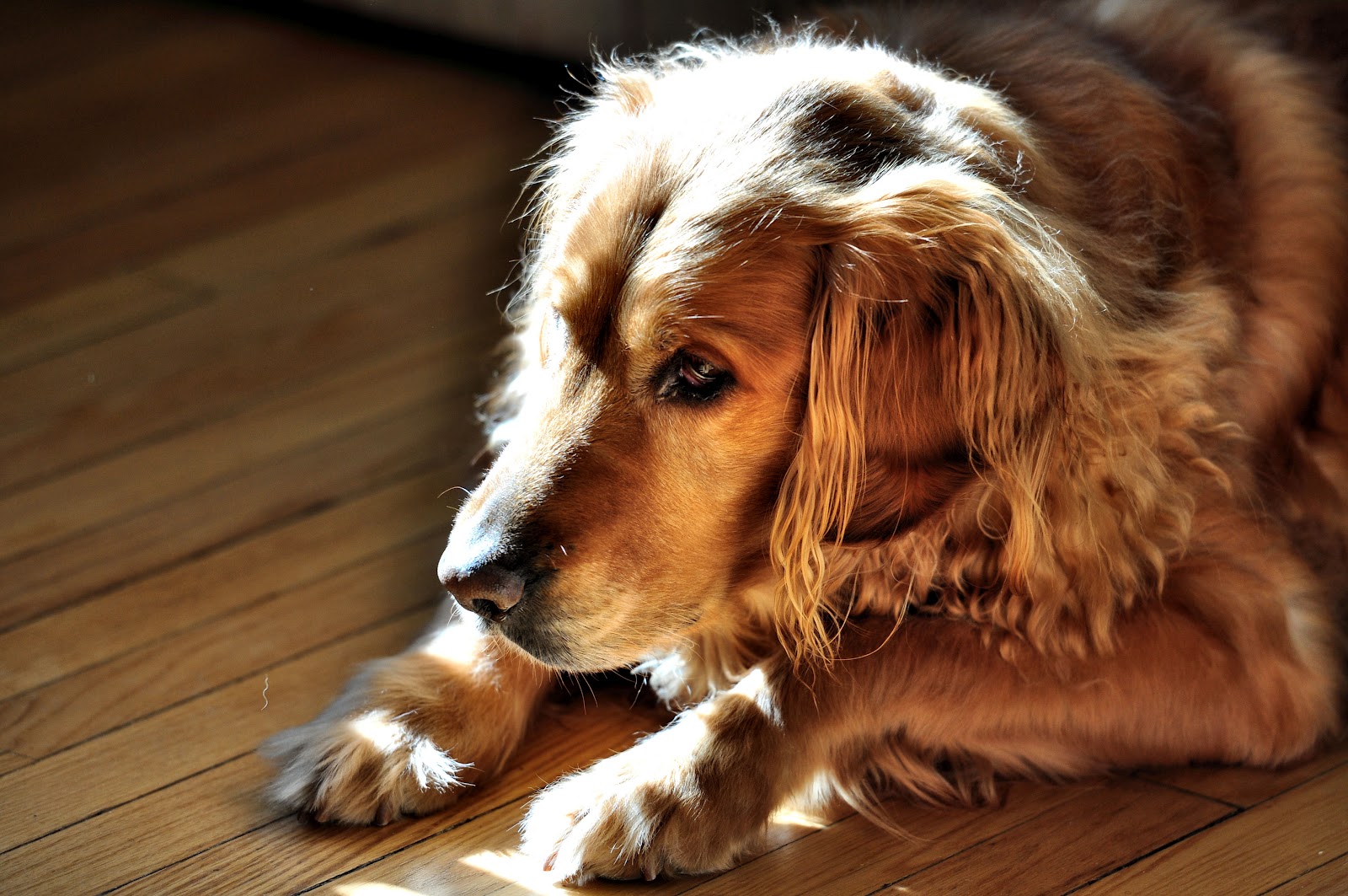 Can Garlic Kill Heartworms In Dogs