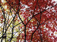 くろんど池 秋の紅葉ウォーキング　モミジの紅葉