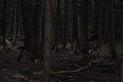इस जंगल को काला वन क्यों कहा जाता हे ? | Facts about Black Forest