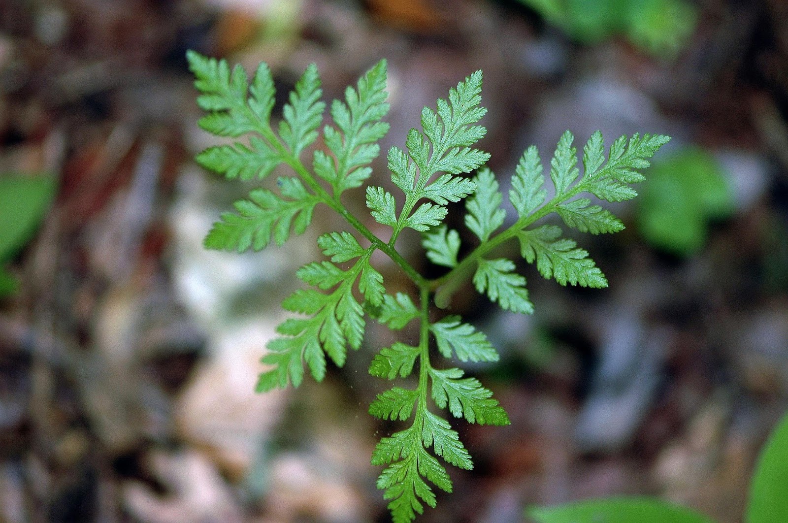 Field Biology in Southeastern Ohio A Few More Ferns