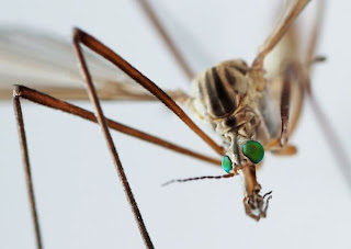 Increíbles  y detalladas fotos de insectos. 