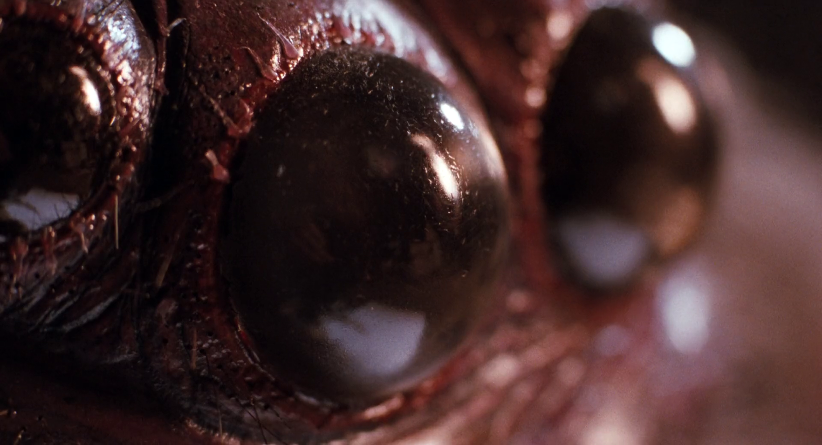 Happyotter: ARACHNOPHOBIA (1990)