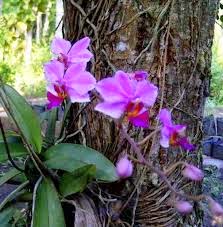 Konsep 28 Gambar Bunga Anggrek Menempel Di Pohon Paling Modern Dan