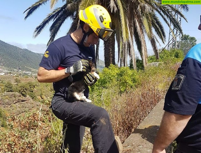 Los Bomberos de La Palma rescataron ayer un perrito en Santa Cruz de La Palma