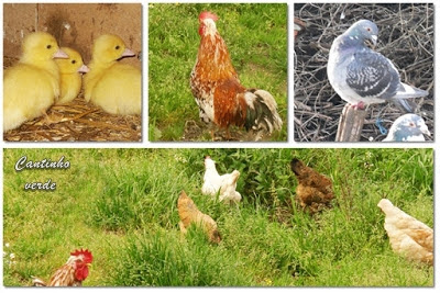 Remédios para aves Remédios naturais para aves