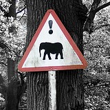 '! danger elephants at Knowsley Safari Park?' by Adam Foster | Codefor on Flickr