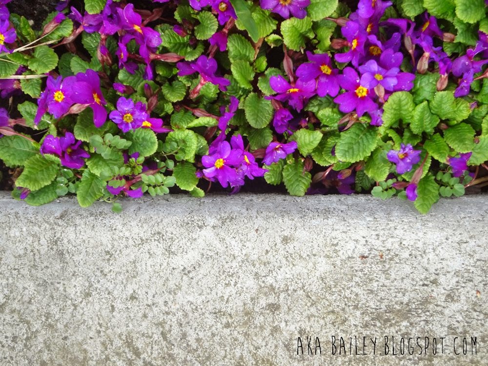 Purple flowers against a curb