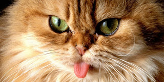 ΠΡΟΣΟΧΗ!: Παράσιτο από γάτες συνδέεται με την εκδήλωση σχιζοφρένειας στον άνθρωπο