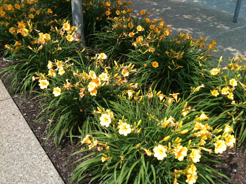 Garden Discoveries Yellow Daylilies