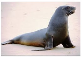 Jenis-jenis mamalia laut