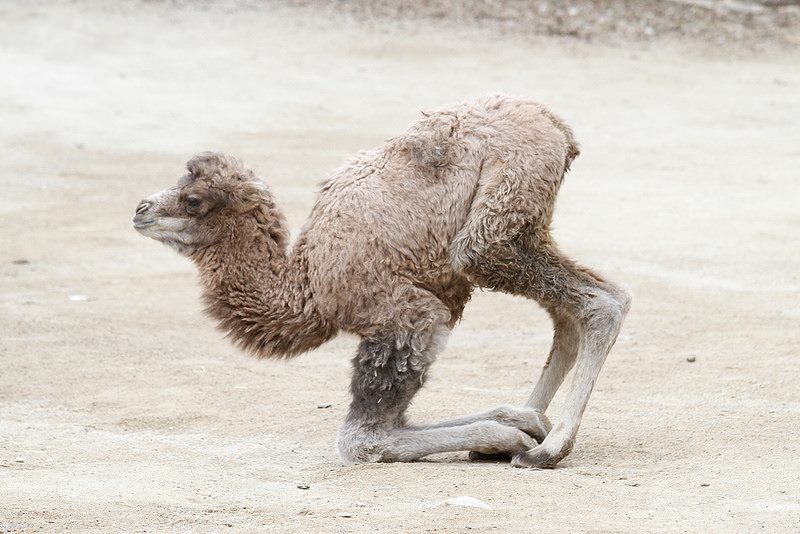 Baby Animals: Camel - Calf 4