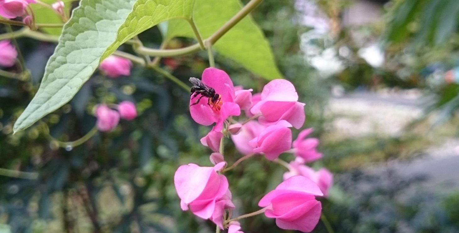 Bunga Kesukaan Lebah Kelulut