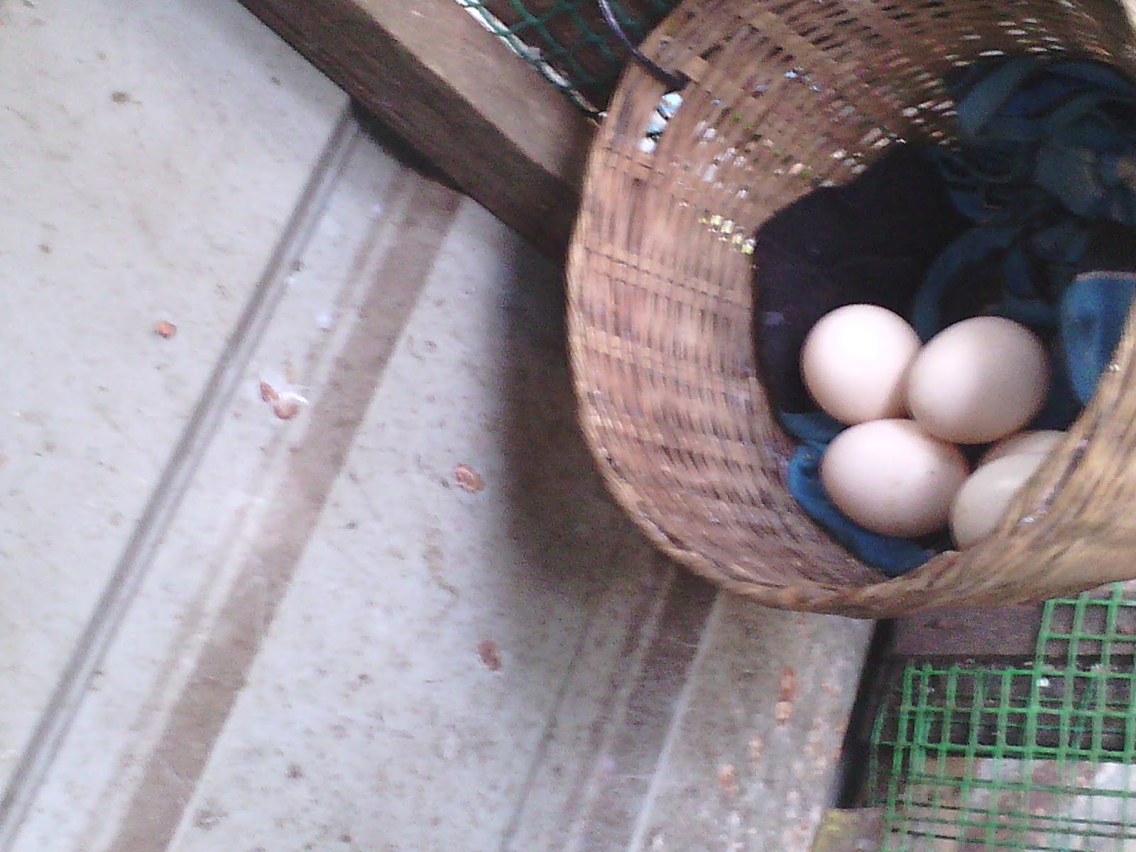 Pembiak Ayam Ratu LHK dan Malaysia Indio Gigante: Ayam Filipina yg