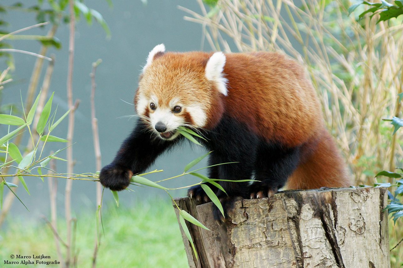 Kleine Pandas Wikipedia