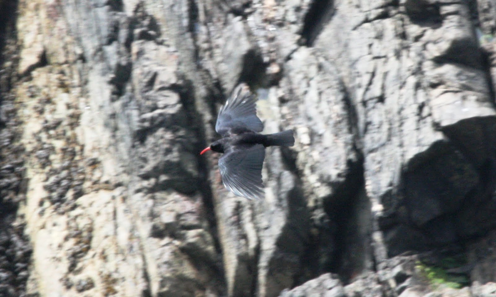 Birding around Kent Just getting started