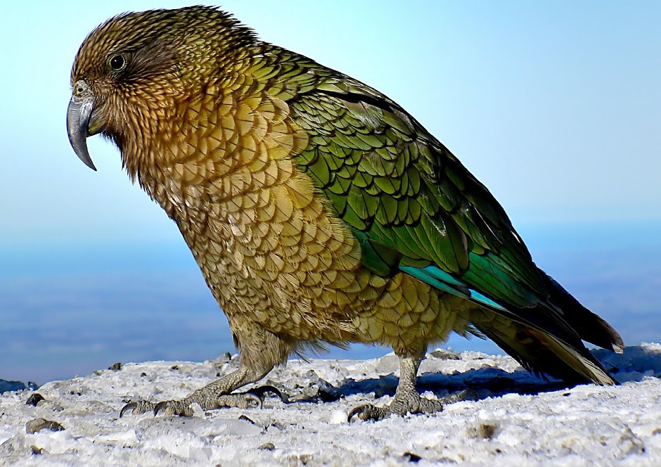 Kea Hub