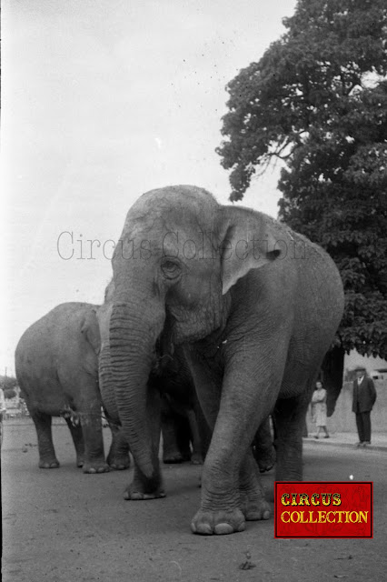 Les éléphants du cirque Pinder 1958