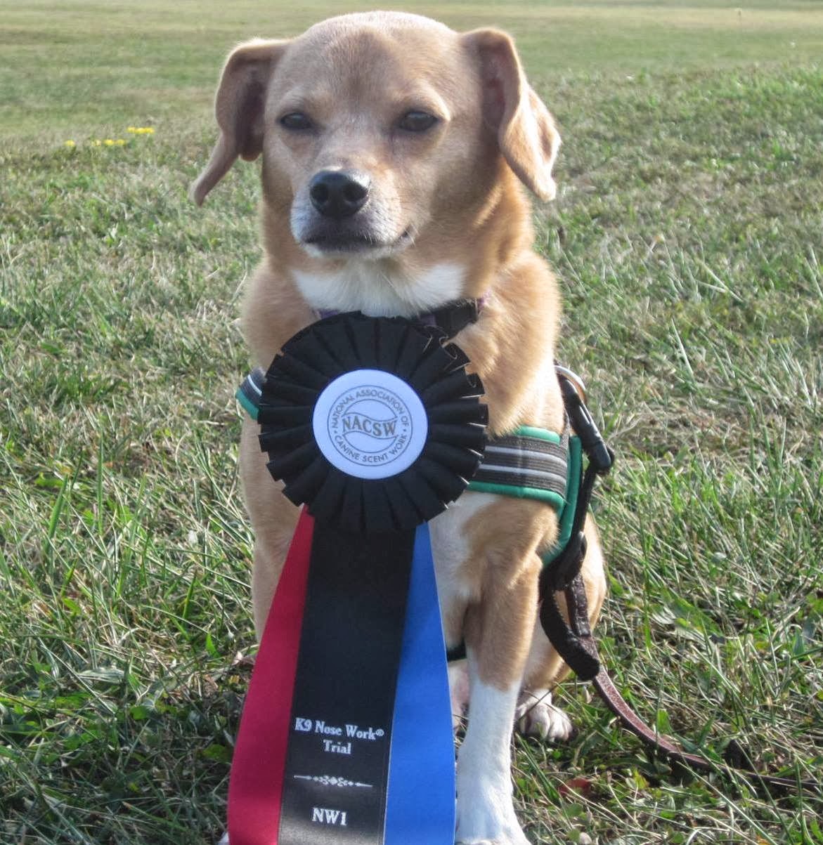 The Second Hand Dogs Sniffing Out Success