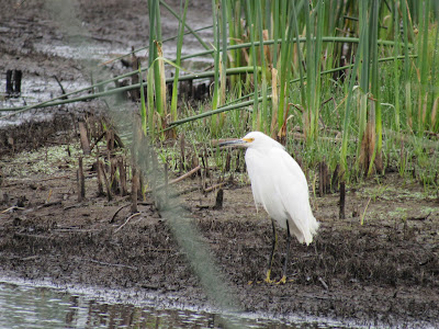 Sacramento National Wildlife Refuge California birding