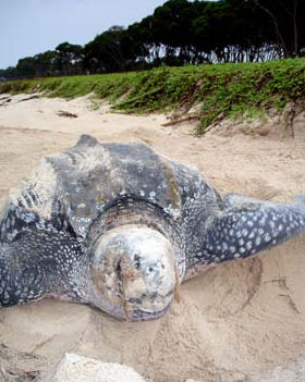 La Tartaruga liuto è la più grande tra le tartarughe marine.