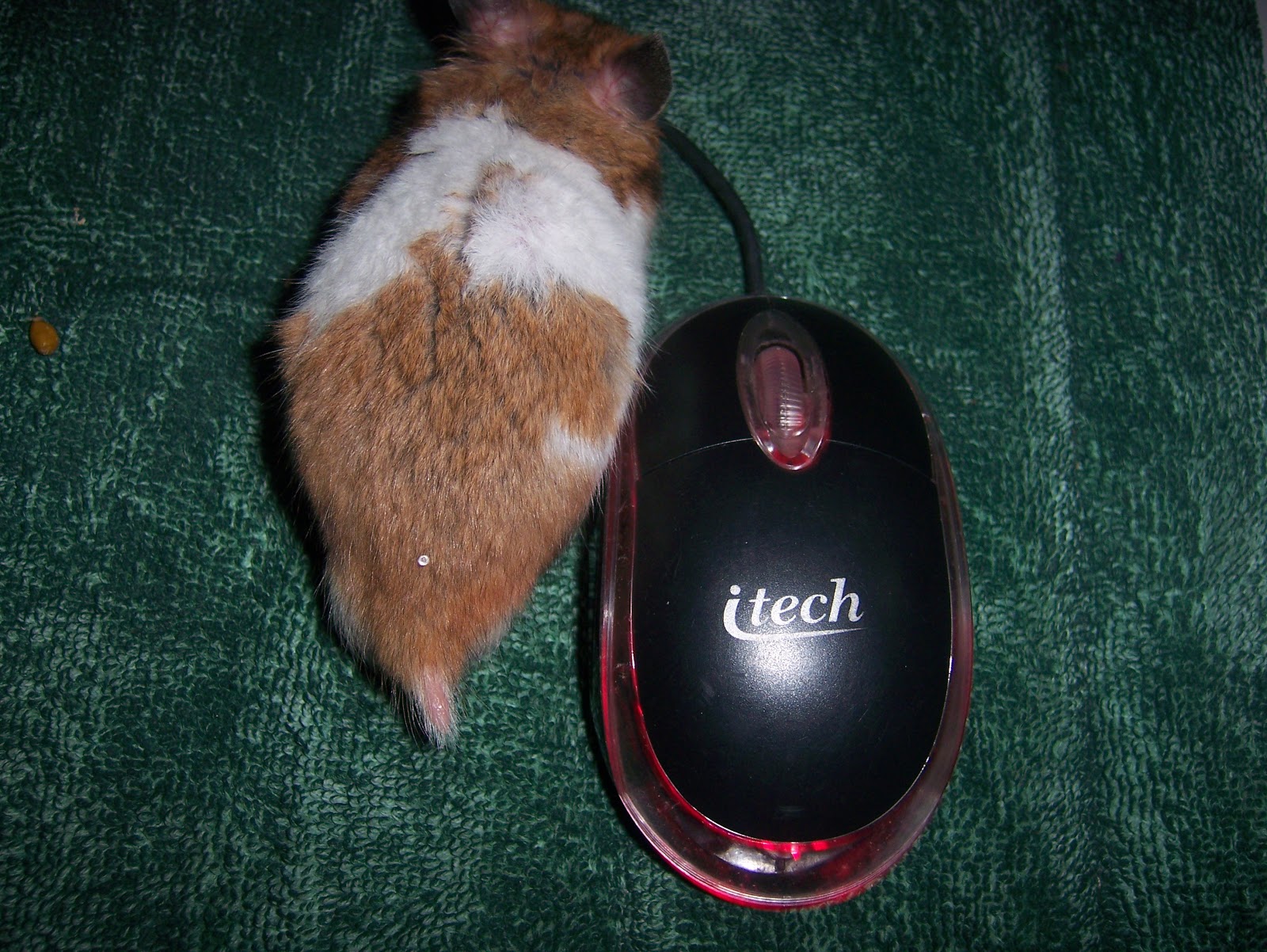 HamsterkuBali Differences Between Hamster and Mouse