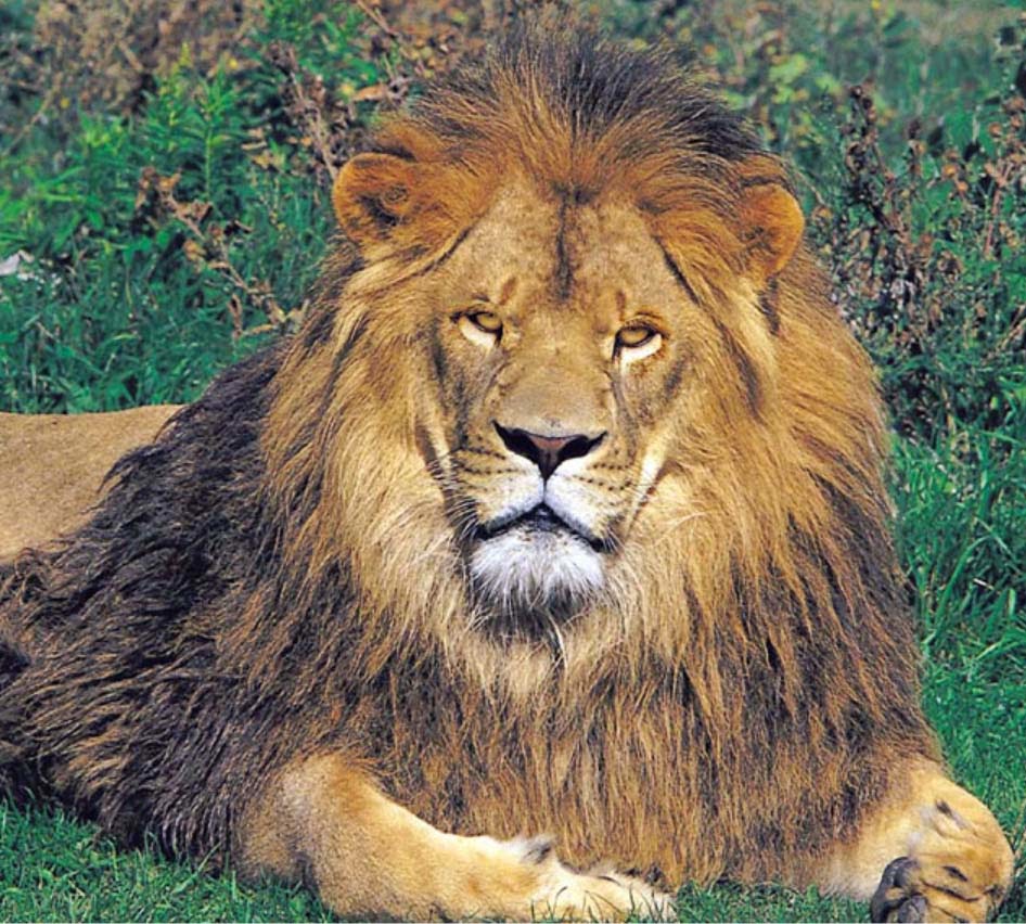 Youtube african lion safari - lomiimg
